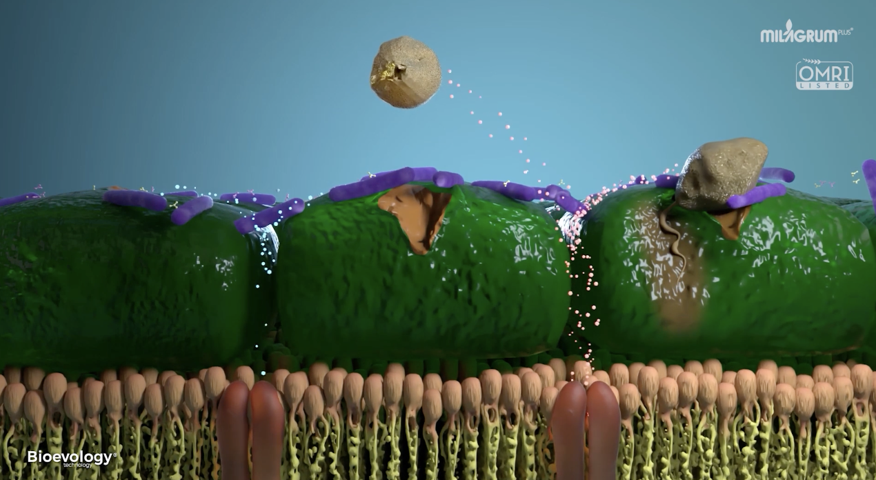pathogen's cytoplasmic membran